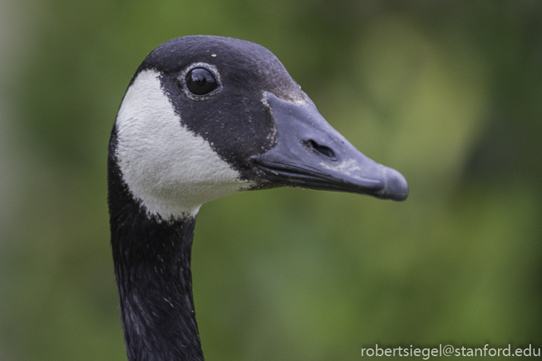 canada geese